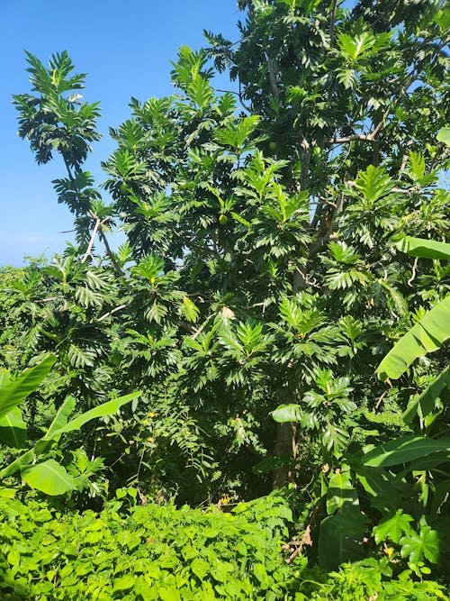 Breadfruit 