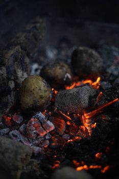 Rustic campfire cooking with potatoes roasting on hot coals, glowing with heat.