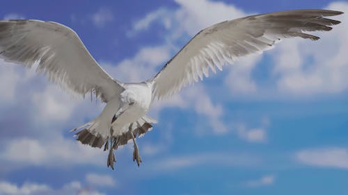 Безкоштовне стокове фото на тему «білий птах, блакитне небо, впритул» стокове фото
