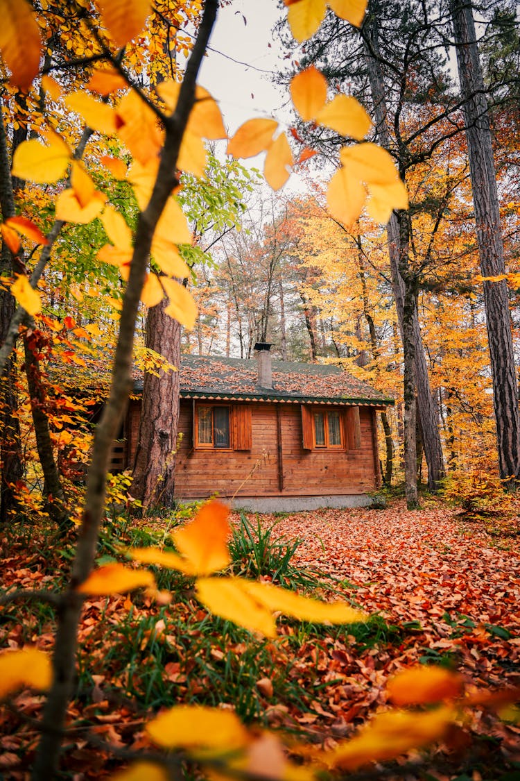 A Cabin In The Woods During Autumn