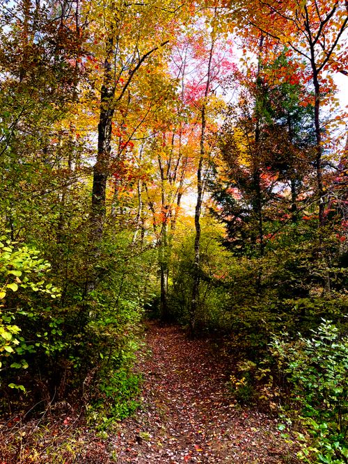 Free Discover scenic autumn beauty in the vibrant woods of Newport, NH, with a serene forest pathway. Stock Photo