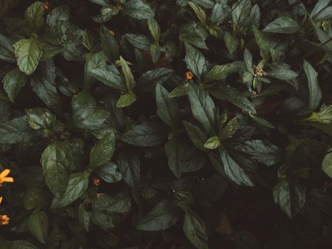Close-up of dark green leaves with small yellow flowers, perfect for nature-themed designs.