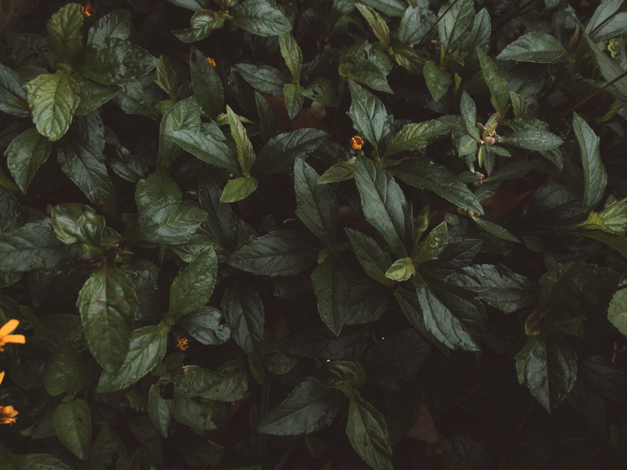 close up of dark green leaves with small yellow flowers perfect for na