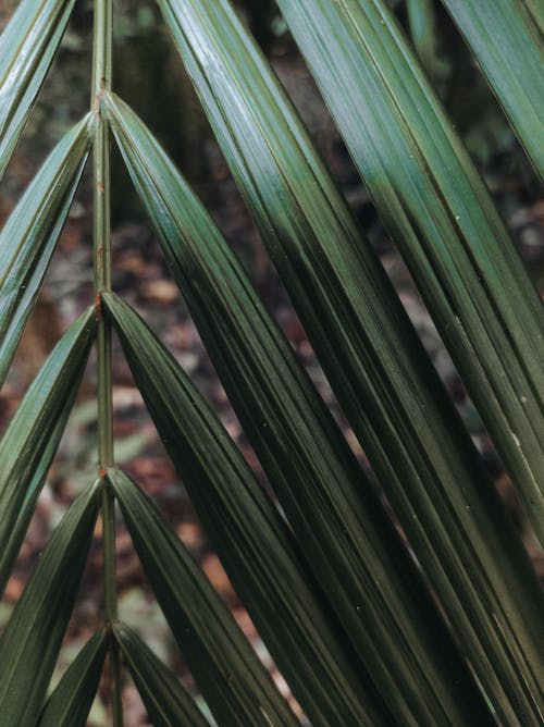 Photograph of Green Palm Leaves