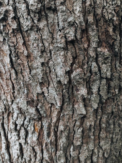 Close-Up Photograph of Tree Bark