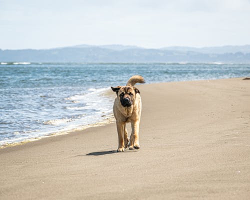A Brown Dog at the Beach