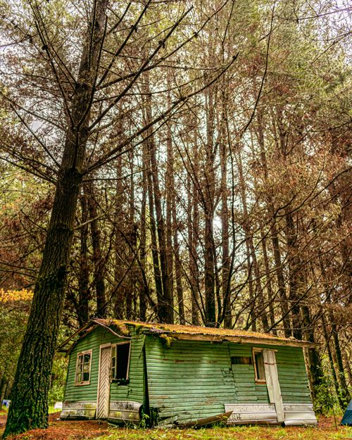 Free An abandoned house amidst tall trees in a rural autumn setting. Stock Photo