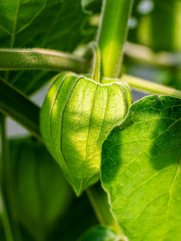 Photo Of A Golden Berry Leaf