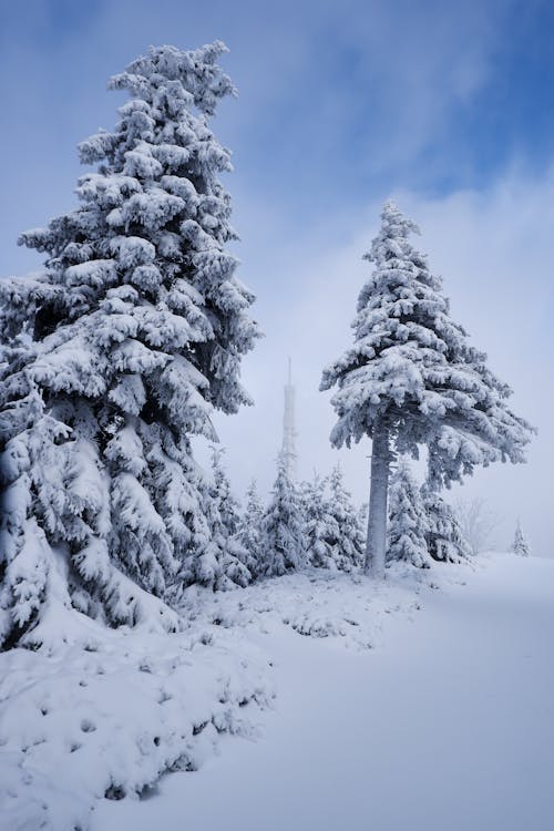 Imagine de stoc gratuită din acoperit de zăpadă, arbori, arbori veșnic verzi