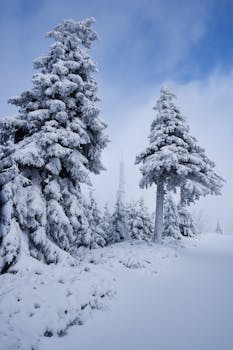 Enchanting winter landscape of snow-covered pine trees under a bright blue sky.