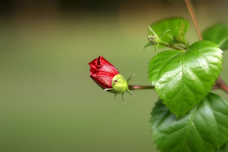 Close Up Photo Of Red Hibiscus Flower Bud