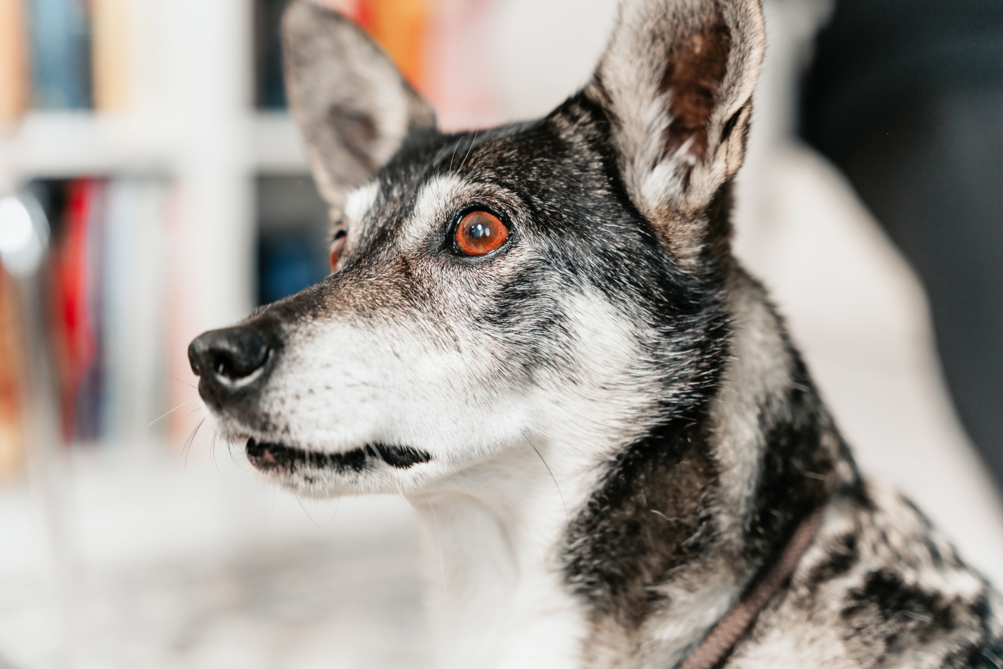Veterinary care for a dog