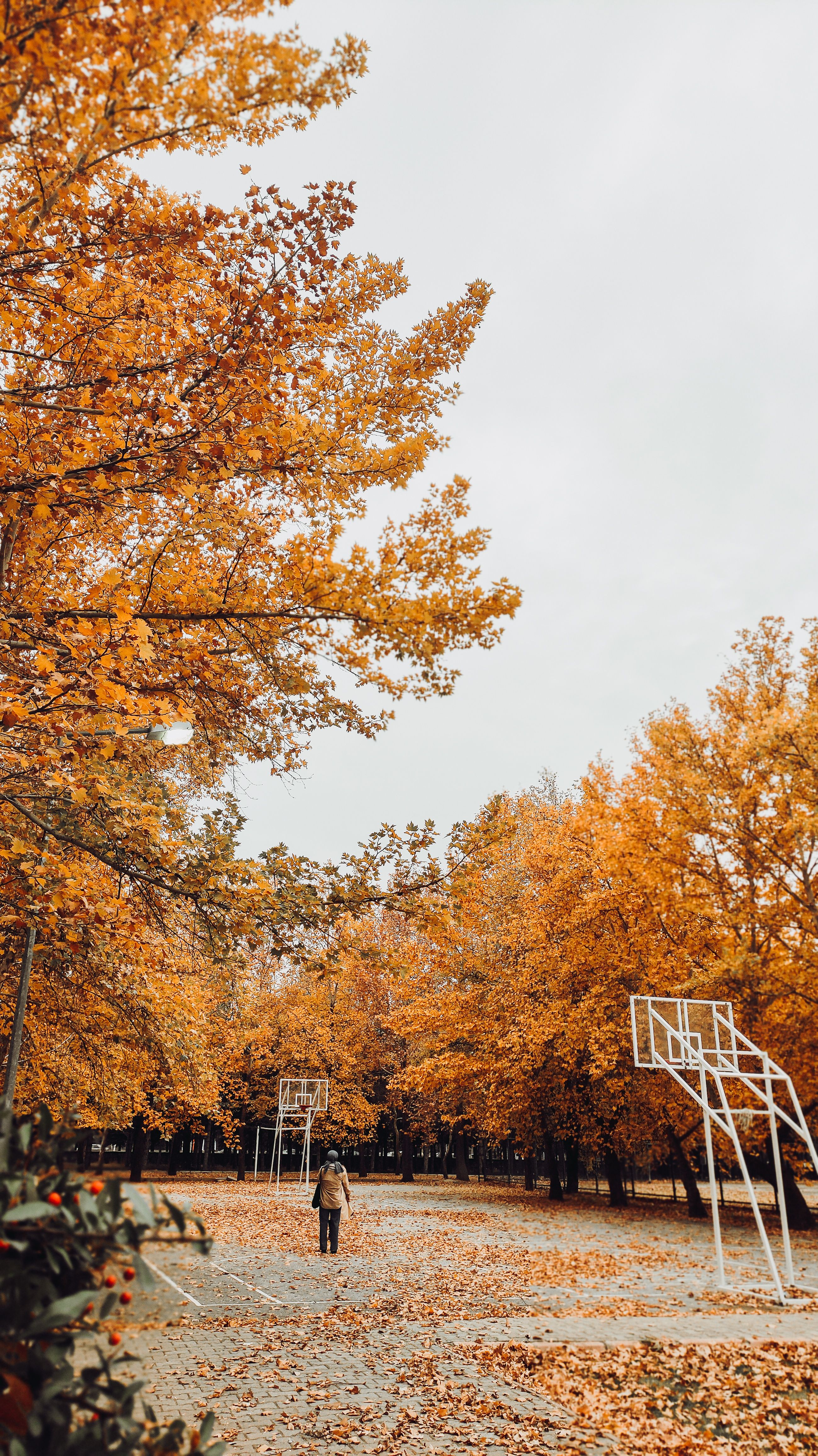 A Person Walking in the Park During Autumn · Free Stock Photo