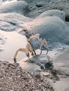 Crab Standing on Hind Legs on a Rocky Seashore