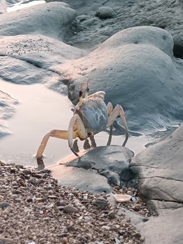 Close-up of a crab on a rocky seashore in Baloch, captured at daytime.