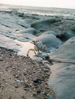 A crab navigates the rocky shoreline at dawn, showcasing coastal life and natural textures.