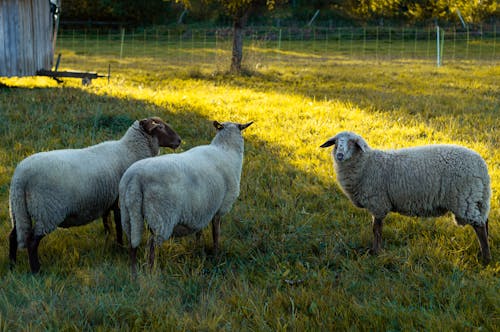 Foto stok gratis bidang, domba, hayfield