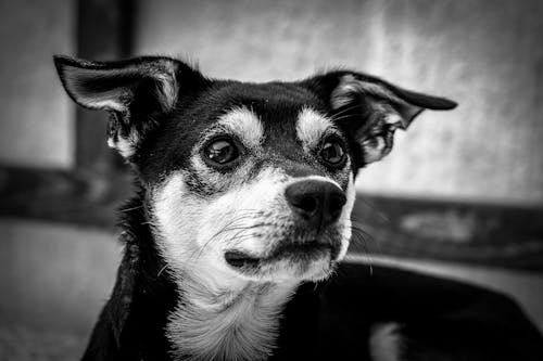 Photographie En Niveaux De Gris D'un Chien à Poil Court