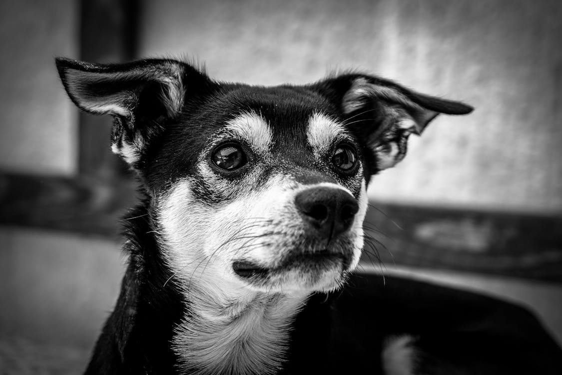 無料 ショートコート犬のグレースケール写真 写真素材