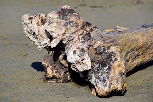 Driftwood on Gray Sand in Close Up Photography