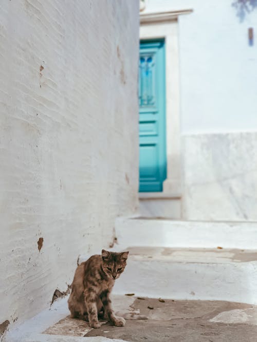 Free stock photo of animal, cats, greek island