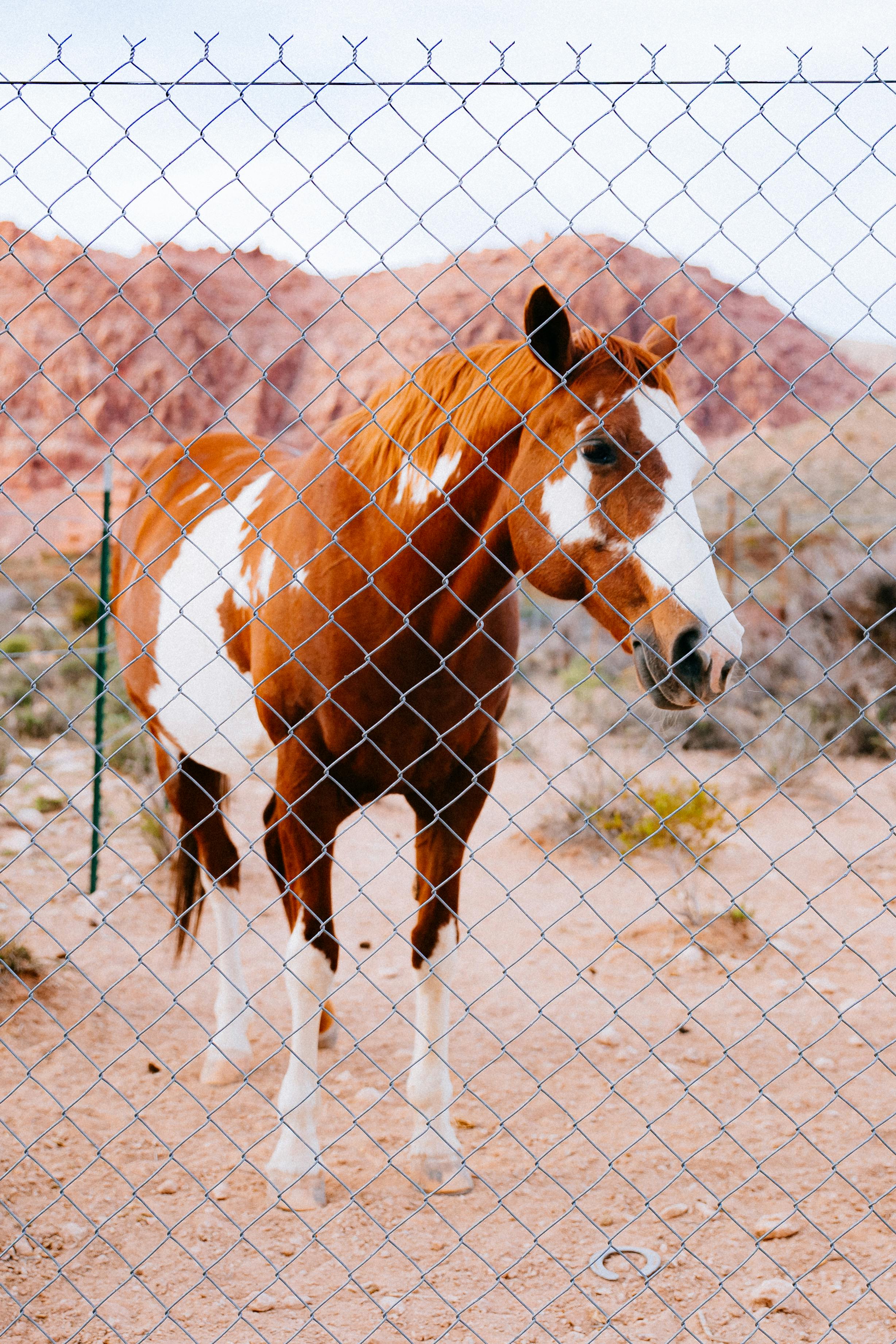 a brown and white horse behind a chain link fence