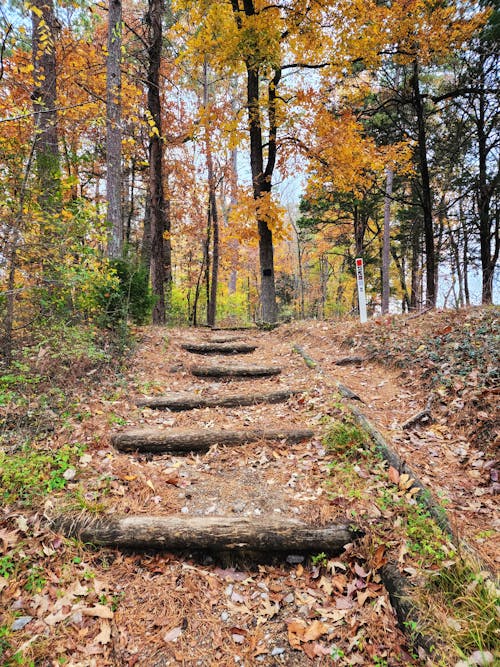 Free A Path in the Woods During Fall  Stock Photo