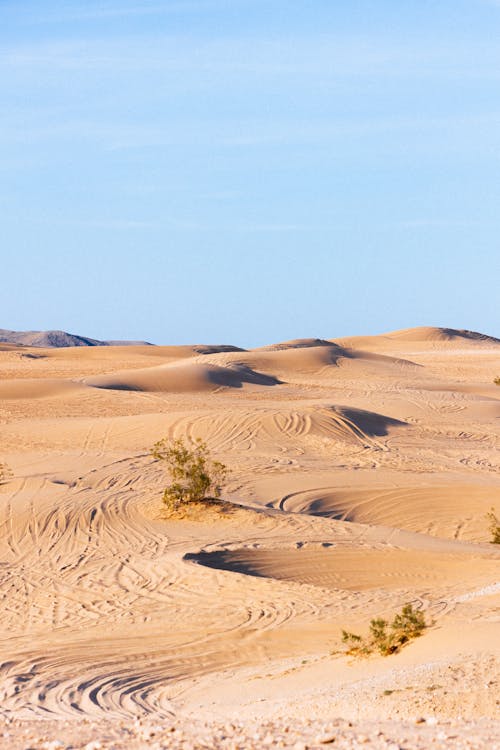 Brown Sand With Green Plants Under Blue Sky