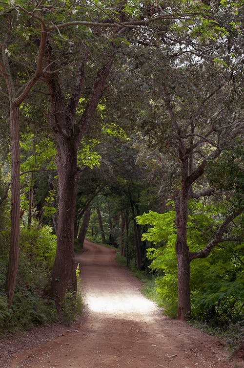 Immagine gratuita di albero, attraversamento, deciduo