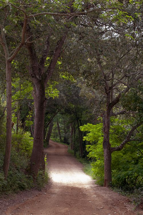 Free Peaceful dirt road through lush forest in Tossa de Mar, capturing nature's serenity. Stock Photo