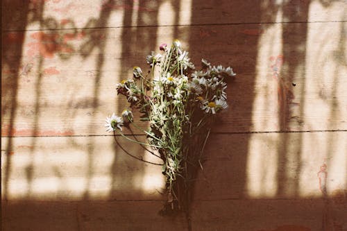 Foto profissional grátis de chamomiles, erva, flores
