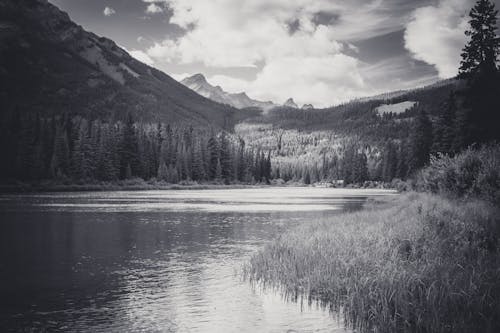 Безкоштовне стокове фото на тему «відтінки сірого, гора, дерева»