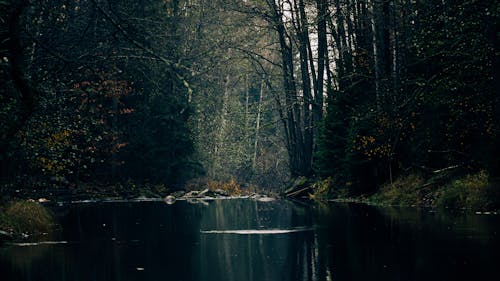 Foto stok gratis air, danau, gelap