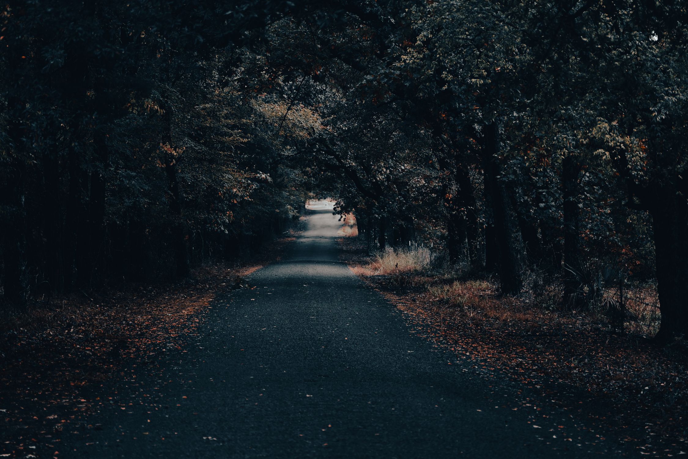 Discover the tranquil beauty of an autumn forest road in Scroggins, TX, surrounded by vibrant foliage.