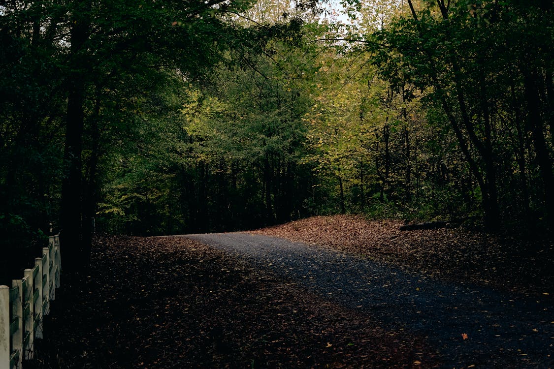 Бесплатное стоковое фото с гравийная дорога, деревья, забор