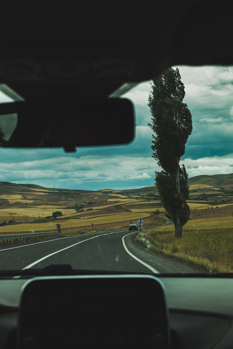 Cypress Tree On A Road Side Seen Through A Car Windshield