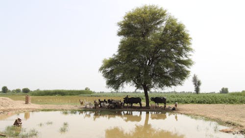 Animals taking cover from extreme heat under a tree