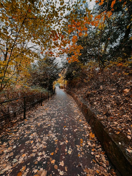 Photo of a Path in an Autumn Park