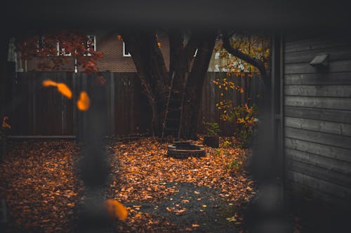 Gratis stockfoto met achtererf, bladeren, herfst