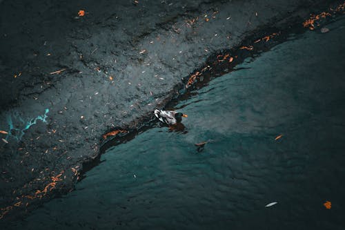 A Duck on a River 