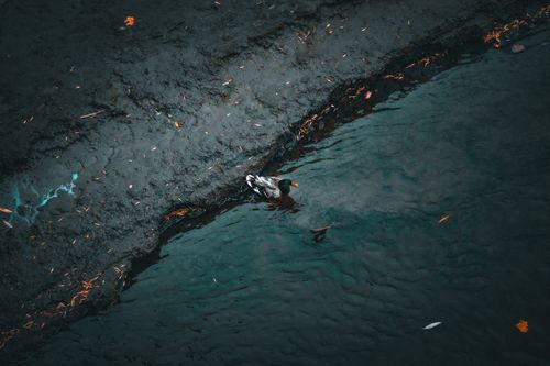 Free Mallard duck swimming along a serene riverbank in Québec, Canada. Stock Photo
