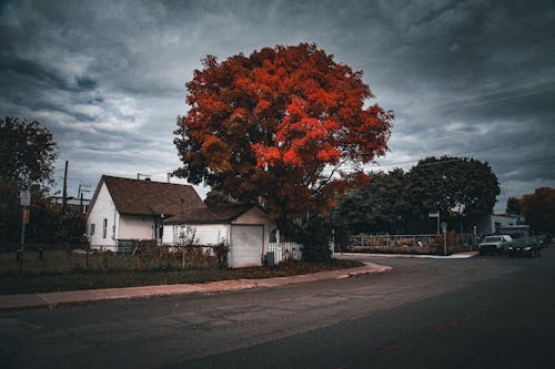 Бесплатное стоковое фото с деревня, дерево, дом