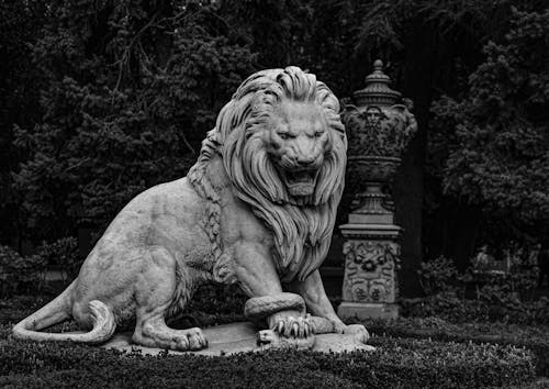 Imagine de stoc gratuită din alb-negru, leu, monocolor