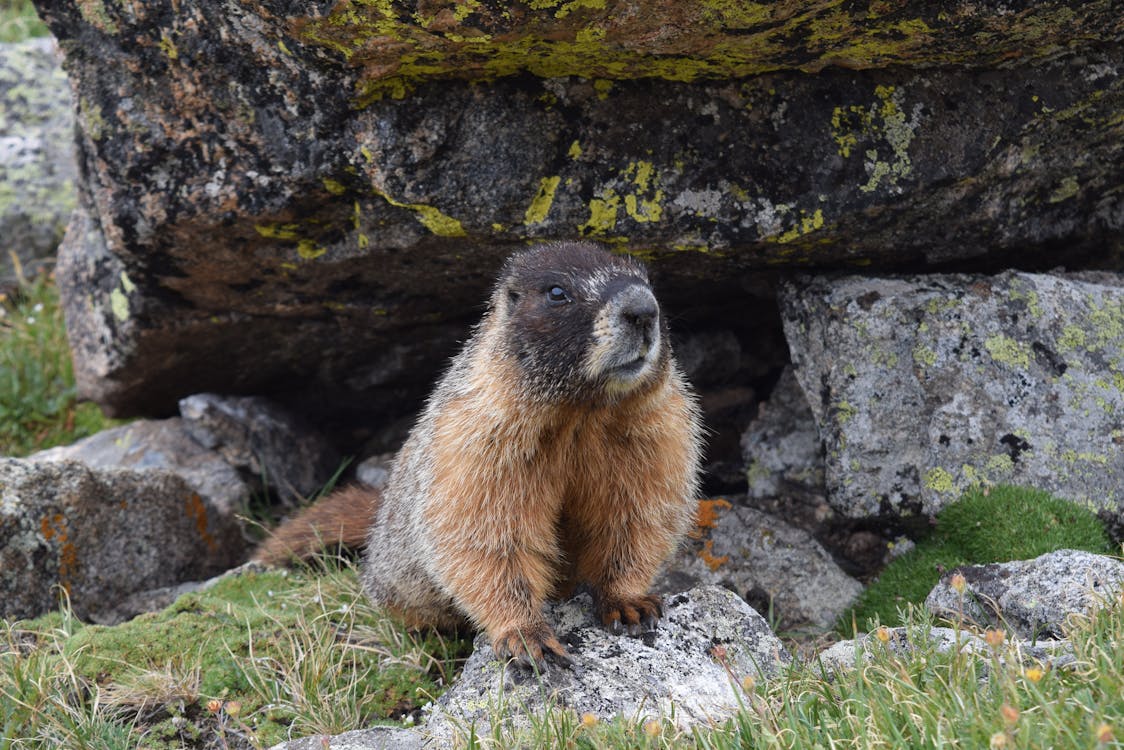 Free stock photo of marmot