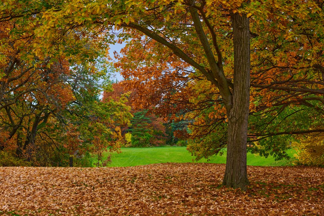 A Tree on Fallen Leaves Near Green Grass Field · Free Stock Photo