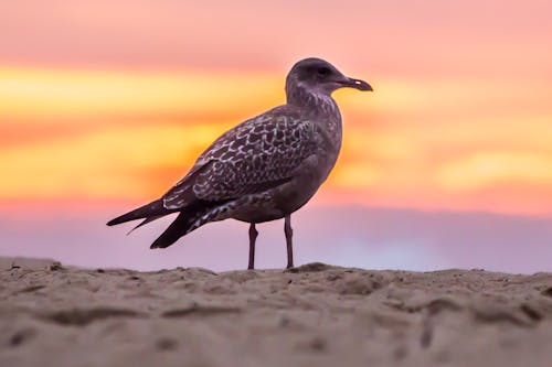 grátis Pássaro Cinza Na Areia Branca Da Praia Foto profissional