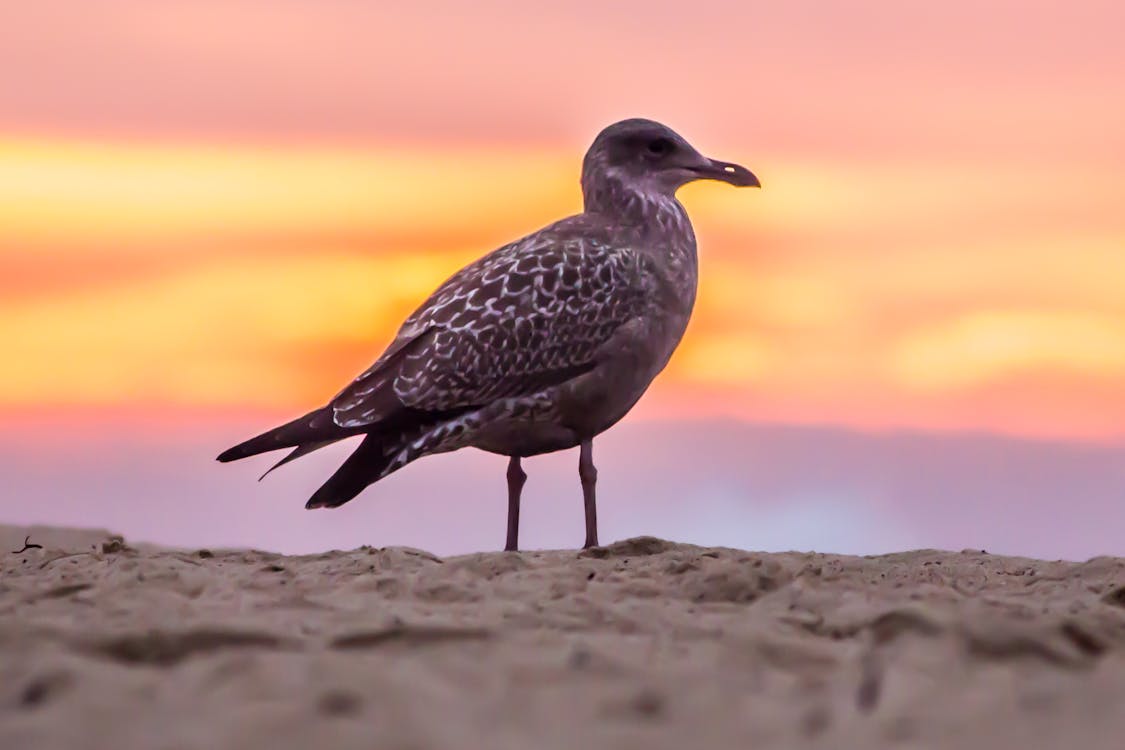 Gratis Uccello Grigio Sulla Sabbia Bianca Della Spiaggia Foto a disposizione