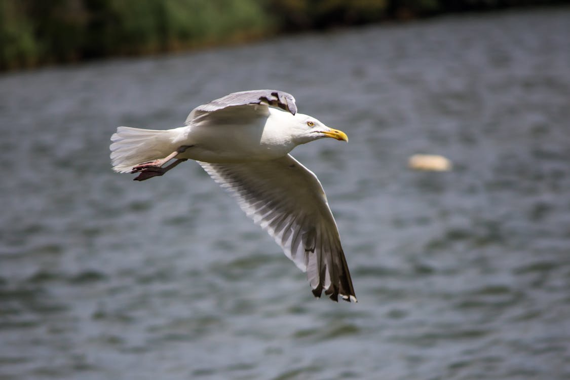 免费 海鸥在白天的时间在海上飞行 素材图片
