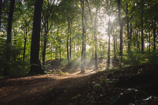 A beautiful sunlit forest scene with trees and soft sunrays piercing through the canopy.
