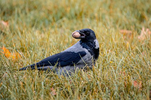 Free A hooded crow holds a walnut in its beak, standing on dewy autumn grass. Stock Photo